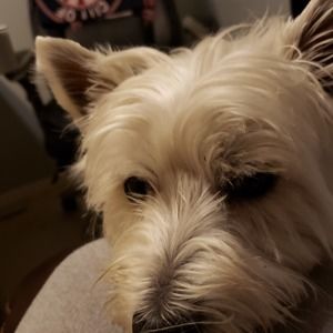 Meet your Posher, Devona